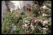 White Mountain Heather (assiope mertensiana) and Indian Paintbrush